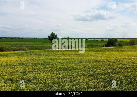 Le colza fleurit en été sur un champ de ferme. Magnifique ciel nuageux sur le champ jaune, paysage. Banque D'Images