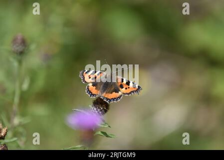 Image rapprochée d'un petit papillon d'écaille de tortue (aglais urticae) sur Knapweed, Centre de l'image, sur un fond vert flou, prise au Royaume-Uni Banque D'Images