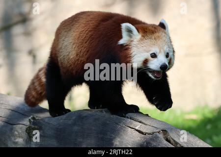 Un gros plan d'un Panda rouge (Ailurus fulgens) sur une surface rocheuse par une journée ensoleillée Banque D'Images