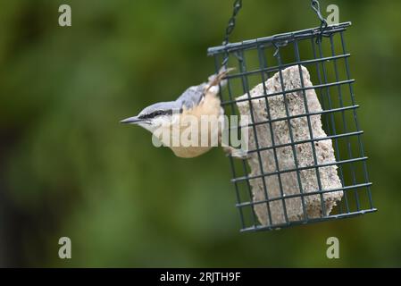 Gros plan image d'une Nuthatche eurasienne (Sitta europaea) accrochée à un chargeur de blocs gras à droite de l'image, tête orientée à gauche de l'image, prise au Royaume-Uni Banque D'Images