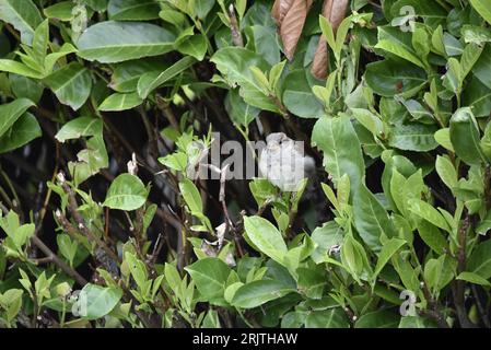 Juvenile Male House Sparrow (passer domesticus) perché dans la haie de Laurier, face à la caméra, prise au centre du pays de Galles, Royaume-Uni en août Banque D'Images
