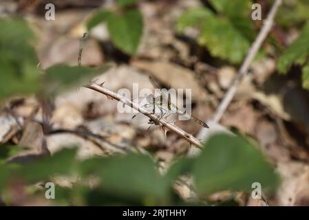 Dard commun féminin âgé (Sympetrum striolatum) perché Centre of image in Left-Profile on a Twig, prise au centre du pays de Galles, Royaume-Uni en août Banque D'Images