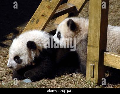 Bildnummer : 51693632 Datum : 10.02.2007 Copyright : imago/Xinhua Große Pandabären (Ailuropoda melanoleuca) beim spielen im Giant Panda protection and Reserch Center von Wolong in der südchinesischen Provinz Sichuan - PUBLICATIONxNOTxINxCHN, Tiere ; 2007, Wolong, Sichuan, Panda, Pandas, Pandabär, Bär, Bären, Säugetiere ; , quer, Kbdig, Gruppenbild, Chine, , Banque D'Images