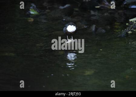 Image discrète d'un balancier à gorge blanche (Cinclus Cinclus) debout au bord de l'eau d'une rive de rivière au pays de Galles, Royaume-Uni, caméra de face, prise en août Banque D'Images