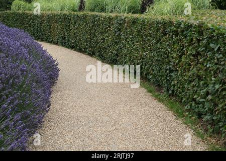 Gros plan de la haie basse à floraison violet-bleu de Lavandula angustifolia et haute haie verte de Fagus sylvatica ou hêtre dans le jardin d'été. Banque D'Images