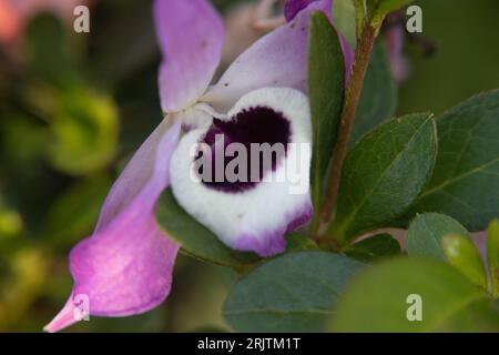 La fleur de bougainvillier avec fond flou Banque D'Images