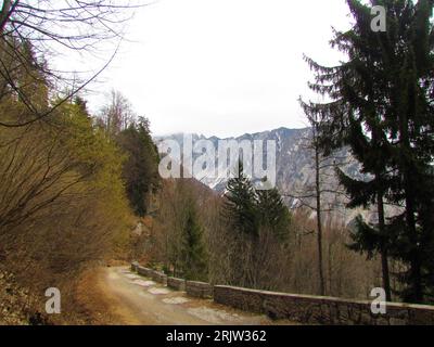 Vue de la montagne Begunjsica dans les montagnes Karavanke dans la région de Gorenjska en Slovénie et noisetier commun florissant (Corylus avellana) avec des catkins jaunes t Banque D'Images