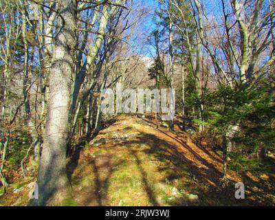 Mixed broadleaf and conifer forest with beech and spruce trees with sunlight shining on the grass covered ground in Slovenia Stock Photo