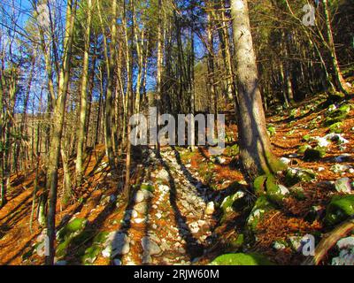 Forêt mixte de conifères et de feuillus d'épicéa et de hêtres en Slovénie Banque D'Images