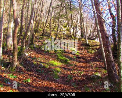 Forêt de hêtres et de houblon-hornbeam européen avec des roches couvertes de mousse couvrant le sol dans le parc national du Triglav en Slovénie Banque D'Images