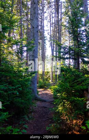 Lumière du matin venant à travers la canopée dense d'arbres dans une forêt près de la côte à Harpswell, Maine. Photos prises lors d'une randonnée. Banque D'Images