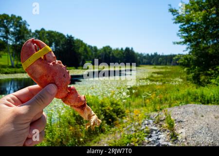 Griffe de homard avec bande élastique trouvée sur le sol lors d'une randonnée à Harpswell, Maine Banque D'Images