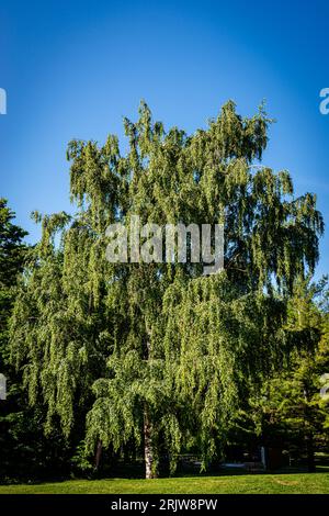 Un bouleau est un feuillus feuillu à feuilles minces du genre Betula, dans la famille des Betulacées Banque D'Images