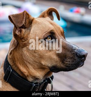 Le chien regarde son propriétaire et attend les ordres Banque D'Images