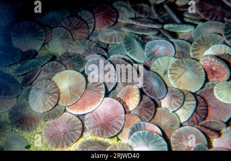 Dollars de sable excentriques (Dendraster excentricus). Aquariumphoto. Banque D'Images