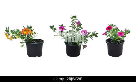 Millions de cloches (Calibrachoa) plantes à fleurs isolées sur fond blanc Banque D'Images