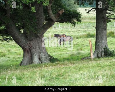 Deux poneys Exmoor au projet de rewilding Knepp, West Sussex, Royaume-Uni. Banque D'Images