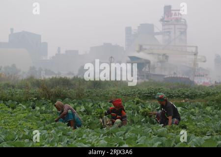 DHAKA, BANGLADESH-JANVIER 20 : les agriculteurs récoltent des légumes à Narayanganj, près de Dhaka, Bangladesh, le 20 janvier 2021. Banque D'Images