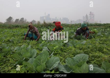 DHAKA, BANGLADESH-JANVIER 20 : les agriculteurs récoltent des légumes à Narayanganj, près de Dhaka, Bangladesh, le 20 janvier 2021. Banque D'Images