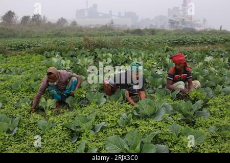 DHAKA, BANGLADESH-JANVIER 20 : les agriculteurs récoltent des légumes à Narayanganj, près de Dhaka, Bangladesh, le 20 janvier 2021. Banque D'Images