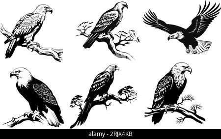 Ensemble de silhouettes d'aigle volant et assis en noir dans différentes poses isolées sur un fond blanc. Détails élevés. Illustration vectorielle. Illustration de Vecteur