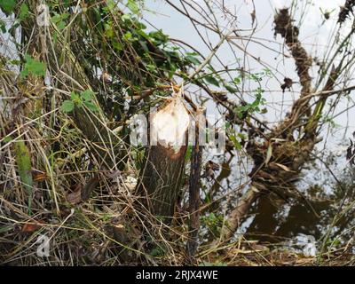 Arbres rongés par des castors sur la rive de la rivière Loutre Banque D'Images