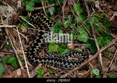 adulte mâle additionneur vipera berus se prélassant sur la rive ensoleillée. Dorset, Royaume-Uni avril Banque D'Images