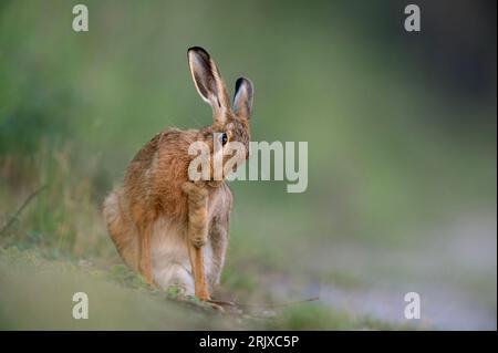 Un lièvre brun Lepus europaeus ayant un bon nettoyage de ses pieds, North Norfolk, Royaume-Uni Banque D'Images