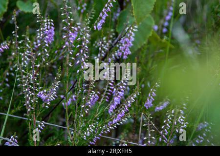 Sanitz, Allemagne. 31 juillet 2023. La bruyère à balai (Calluna vulgaris) pousse à Teufelsmoor, au sud-est de Rostock. Jusqu'en 1990, la tourbe y était extraite à grande échelle. Après la désignation comme aire protégée, la restauration de la lande a commencé, les zones ont été remises en eau et les fossés de drainage ont été fermés. En attendant, la lande repousse et forme environ un centimètre de nouvelle tourbe par an. Crédit : Jens Büttner/dpa/Alamy Live News Banque D'Images