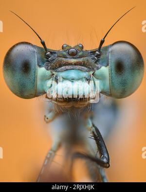 Portrait d'une damselfly bleu clair manquant d'une jambe avant, sur un fond orange Banque D'Images