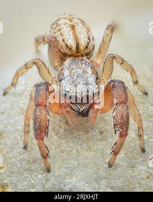 Gros plan d'une araignée sauteuse brun pâle avec de grandes pattes avant debout sur un rocher (Dune Jumper, Marpissa nivoyi) Banque D'Images