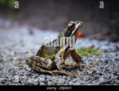 Flou d'arrière-plan sélectif de la grenouille d'herbe commune européenne Rana temporaria Banque D'Images