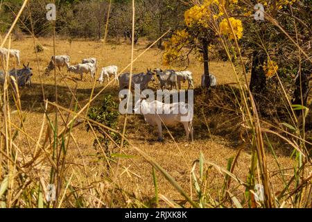 Catalao, Goias, Brésil – 11 août 2023 : un troupeau de bovins dans un pâturage dans le cerrado sec, avec une ipe jaune fleurie, par temps clair. Banque D'Images