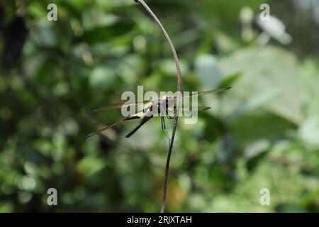 Vue d'une libellule commune Picture Wing (Rhyothemis Variegata) perchée sur une tige de vigne suspendue dans une zone sauvage Banque D'Images