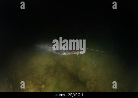 Poisson-chat caché parmi les branches. Poisson-chat calme Wels dans le lac. Gros poissons sous l'eau. La vie des poissons en eau douce. Banque D'Images