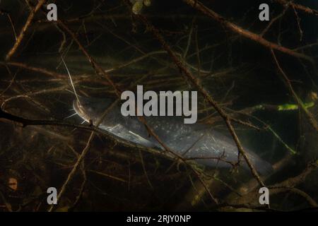 Poisson-chat caché parmi les branches. Poisson-chat calme Wels dans le lac. Gros poissons sous l'eau. La vie des poissons en eau douce. Banque D'Images