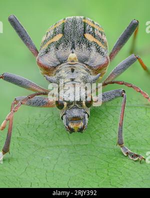 Portrait d'un coléoptère noir avec des bandes jaunes sur des élytres, de longues antennes et des yeux avec des taches oranges (Longhorn Beetle à deux bandes, Rhagium bifasciatum) Banque D'Images
