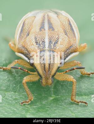 Portrait d'un bug bouclier avec une tête pointue et la couleur du corps de brun clair avec brun foncé longitudinal (Bishop's Mitre Shield Bug, Aelia acuminata) Banque D'Images