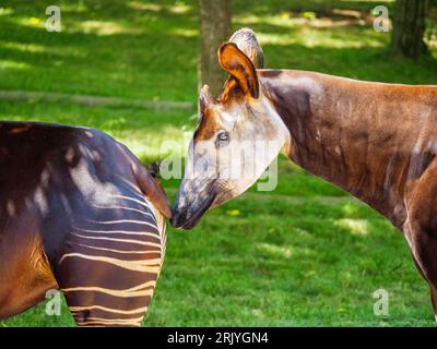 Gros plan d'un okapi se tenant près d'un autre okapi dans une zone herbeuse Banque D'Images