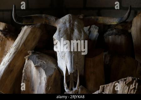 San Francisco Ozomatlan, Guerrero, Mexique. 23 août 2023. Squelette d'un crâne de taureau servant d'ornement décoratif. (Image de crédit : © Luis E Salgado/ZUMA Press Wire) USAGE ÉDITORIAL SEULEMENT! Non destiné à UN USAGE commercial ! Banque D'Images