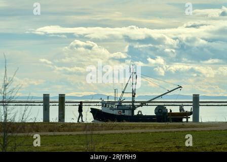 Pêcheur sur le fleuve Fraser voyageant en amont. Un senneur de pêche plein de poissons, suivi de mouettes, remontant le fleuve Fraser près de Garry point Banque D'Images