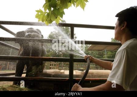 Bildnummer : 52595001 Date de référence : 22.06.2008 Copyright : imago/Xinhua Tierpfleger bespritzt Elefanten mit Wasser im Zoo von Jinan in der Provinz Shandong in China - PUBLICATIONxNOTxINxCHN, Personen , Tiere ; 2008, Jinan, Abkühlung, Erfrischung, Elefant, Spritzen, Hitze; , quer, Kbdig, Einzelbild, , , Asien Bildnummer 52595001 Date 22 06 2008 Copyright Imago XINHUA gardiens éléphants couverts avec de l'eau dans le zoo de Jinan dans la province Shan Dong en Chine PUBLICATIONxNOTxINxCHN personnes animaux 2008 Jinan rafraîchissement éléphant Syringes chaleur horizontale Kbdig Single Asia Banque D'Images