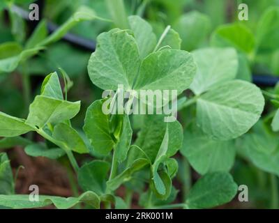 De nombreux semis de pois de neige et Snap vert feuillus remontent du sol, poussant dans un potager australien Banque D'Images