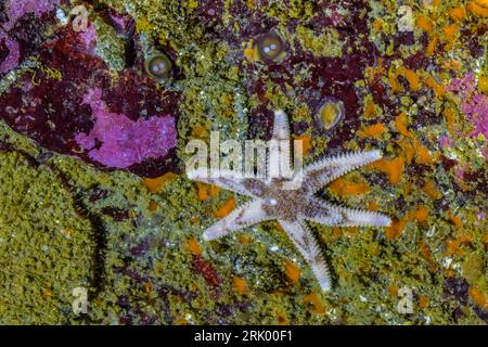 Six Ray Sea Star, Leptasterias hexactis, dans une piscine à marée à point of Arches, parc national olympique, État de Washington, États-Unis Banque D'Images