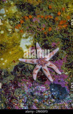 Six Ray Sea Star, Leptasterias hexactis, dans une piscine à marée à point of Arches, parc national olympique, État de Washington, États-Unis Banque D'Images