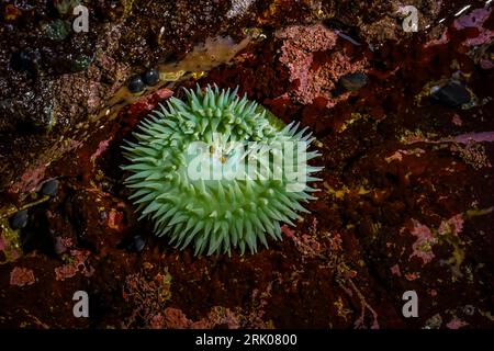 Anémone verte géante, Anthopleura xanthogrammica, dans une piscine à marée à point of Arches, parc national olympique, État de Washington, États-Unis Banque D'Images