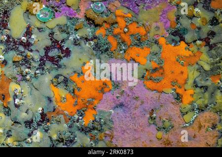 Organismes incrustés colorés sur les parois rocheuses sous les arches naturelles à point of Arches, parc national olympique, État de Washington, États-Unis Banque D'Images