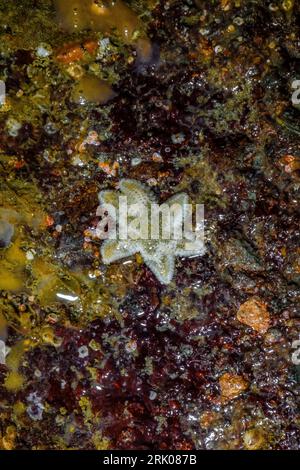 Six Ray Sea Star, Leptasterias hexactis, dans une piscine à marée à point of Arches, parc national olympique, État de Washington, États-Unis Banque D'Images