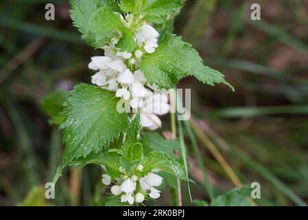 Album Lamium, blanc morts-ortie fleurs dans le pré gros plan sélectif foyer Banque D'Images