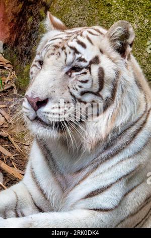 Un portrait de tigre blanc (Panthera tigris tigris) Banque D'Images